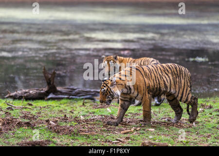 Wilde junge Tiger rund 13 Monate alt in der Nähe See, Ranthambhore Wald, Indien. [Panthera Tigris] Stockfoto