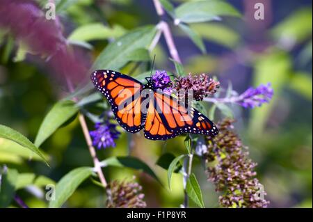 Monarch-Schmetterling Nahaufnahme. Frühling im Garten. Monarchfalter auf violette Blume. Insekten-Fotosammlung Stockfoto