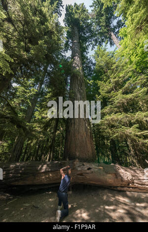 Fotografieren eine Douglasie Riese im Cathedral Grove, MacMillan Provincial Park, Vancouver Island, Britisch-Kolumbien Stockfoto