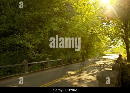 Oregon Road-Mitte Sommer Straße entlang Columbia River Gorge. Bright Sommer Sonne zwischen den Zweigen. Stockfoto