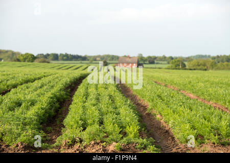 Karotte-Ernte, Capel St Andrew, Suffolk, UK. Stockfoto