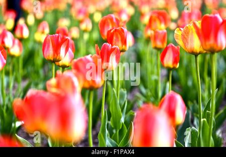 Tulips Meadow. Beautiful Red Tulips. Flowers Photo Collection. Stockfoto