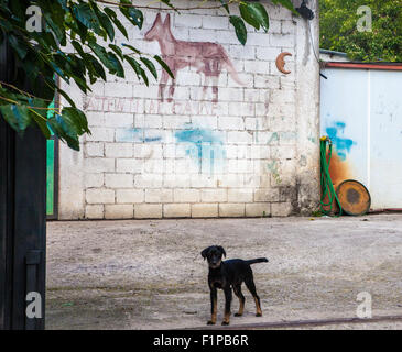 Hund-Warnung, in das Land in der Nähe von Neapel, Italien Stockfoto