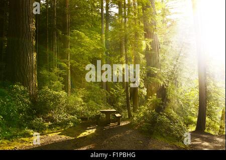 Sonnigen Regenwald mit Holzbank im Olympic Nationalpark, Washington USA. Bright Sommer Sonne oberhalb des Waldes. Natur Foto Stockfoto