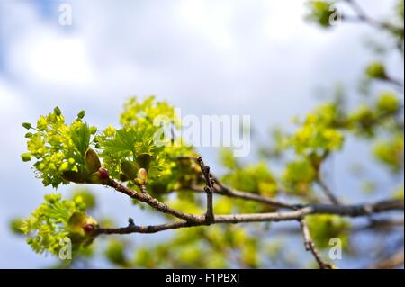 Spring Branch Knospen. Spring Branch Nahaufnahme. Kleine winzige grüne Knospen kommen, zu leben. Stockfoto