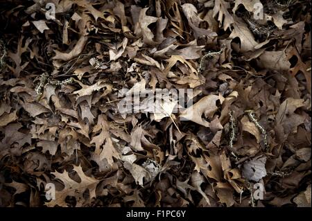 Fallen Sie Schilder - Herbst Zeichen. Herbst Blätter Hintergrund. Natur-Foto-Sammlung Stockfoto