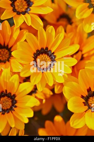 Orange Blumen Closeup vertikal Fotografie. Blühender Frühling. Stockfoto