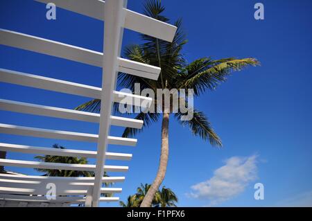 Tropisches Reiseziel - Florida Sommer. Palmen am blauen Himmel. Stockfoto