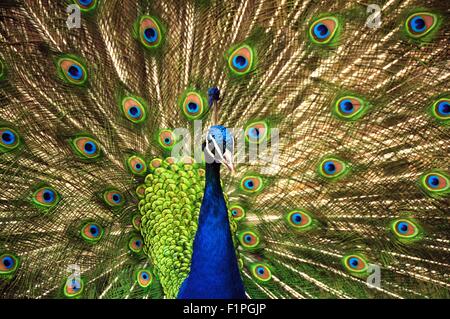 Die allgegenwärtigen bunten Pfau Stockfoto
