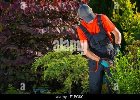 Gärtner im Garten arbeiten. Pflanzen Sie schneiden, auch bekannt als auffällig oder Klonen. Stockfoto