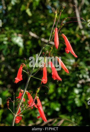 Scharlachrote Bugler (Penstemon Barbatus) in die Brandfläche 2011 Los Conchas Feuer, Jemez Mountains in New Mexico Stockfoto