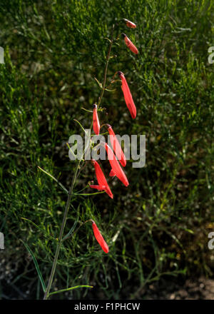 Scharlachrote Bugler (Penstemon Barbatus) in die Brandfläche 2011 Los Conchas Feuer, Jemez Mountains in New Mexico Stockfoto