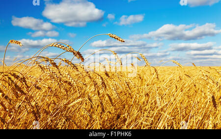 Weizenfeld und reif Ohr hautnah Stockfoto