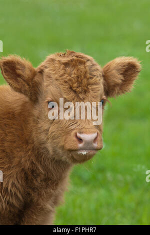 Highland Cattle (Bos Taurus). Zwei Tage alten Spanferkel Kalb-Muttermilch auf Lippen. Iona. Inneren Hebriden. Westküste Schottlands. Juni Stockfoto