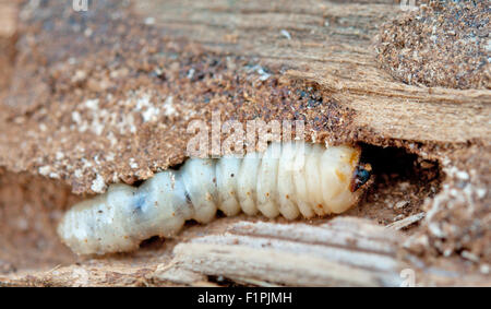 Wenig woodworm liegt auf Baum Stockfoto