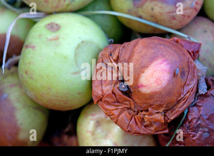 faule Äpfel hautnah Stockfoto