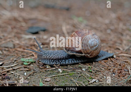 Schnecke kriecht über den Boden mit grünen Rasen Stockfoto