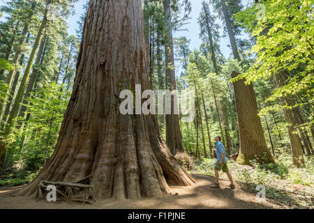 Riesen große Mammutbäume im Calaveras National State Park, Senora, Kalifornien, USA Stockfoto