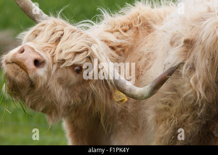 Highland-Kuh (Bos Taurus). Mit einem Horn um zu kratzen flankieren, in einem Versuch zur Behebung eine Reizung von in sonstiger Weise erreichen. Stockfoto
