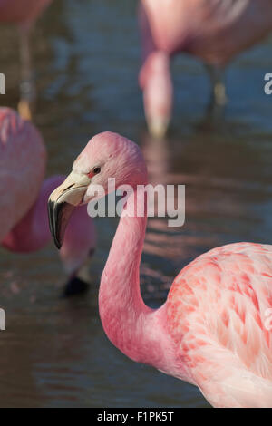 Anden Flamingo (Phoenicoparrus Andinus). Heimisch in großer Höhe Feuchtgebiete in den Anden Südamerikas. Stockfoto