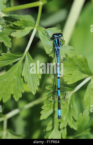 Azure Damselfly (Coenagrion Puella) männlich, Marazion Marsh RSPB Reserve, Cornwall, England, UK. Stockfoto