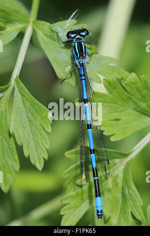 Azure Damselfly (Coenagrion Puella) männlich, Marazion Marsh RSPB Reserve, Cornwall, England, UK. Stockfoto