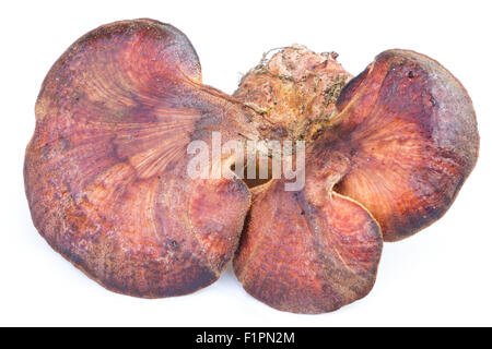 Fistulina Hepatica Pilz, auch bekannt als das Beefsteak Polypore oder der Ochsenzunge. Stockfoto