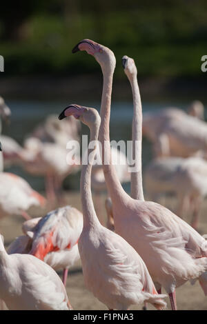 Rosaflamingos (Phoenicopterus Roseus). Drei von einer Herde von 260 Vogelarten, "Kopf kennzeichnen" - Ansicht für Besucher SLIMBRIDGE WWT. Stockfoto