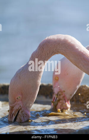 Rosaflamingos (Phoenicopterus Roseus). Fütterung aus einem bereitgestellten Filter formuliert "Suppe". WWT, Slimbridge, Glos. England Stockfoto