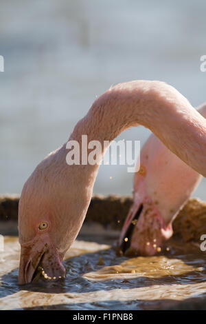 Rosaflamingos (Phoenicopterus Roseus). Fütterung aus einem bereitgestellten Filter formuliert "Suppe". WWT, Slimbridge, Glos. England Stockfoto