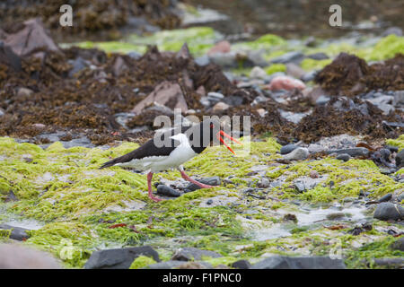 Austernfischer (Haematopus Ostralegus). Iona. Inneren Hebriden. Westküste Schottlands. Juni. Verschachtelung Territorium zu schützen. Stockfoto