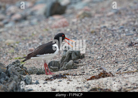 Austernfischer (Haematopus Ostralegus). Strand. Küste. Iona. Inneren Hebriden. Westküste Schottlands. Juni. Stockfoto