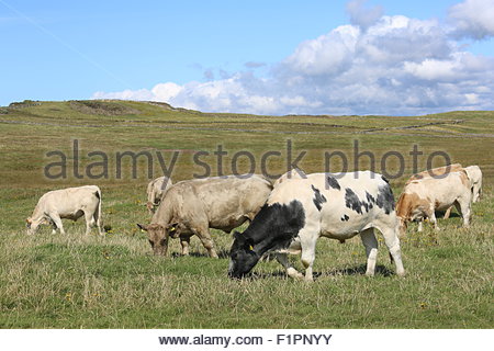 Eine Herde von Rindern Beweidung landwirtschaftlicher Flächen und Wiesen in einem Feld in Irland. Credit: reallifephotos/alamy Stockfoto