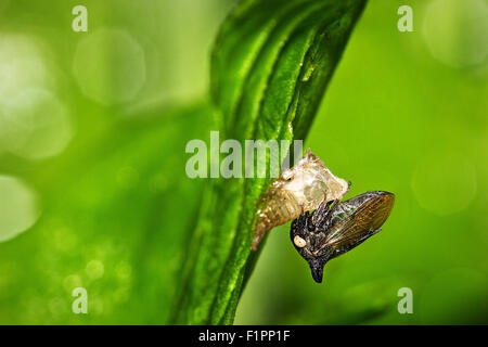 Blatt-Trichter Stockfoto