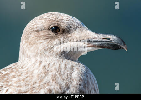 Junge europäische Silbermöwe (Larus Argentatus) Stockfoto