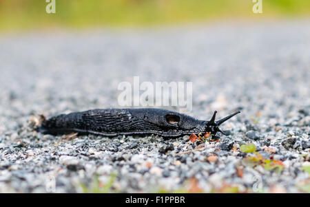 Schwarze Schnecke (Arion Ater). Stockfoto