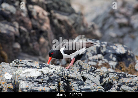 Austernfischer (Haematopus Ostralegus). Hülseneinführung unter Felsen Risse. Iona. Inneren Hebriden. Westküste Schottlands. Juni. Stockfoto