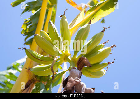 Banane-Früchte im Baum an einem schönen Tag. Ländliches Motiv Stockfoto