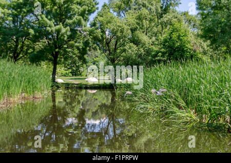 Landschaft-Teich in South Park Sofia Bulgaria Stockfoto