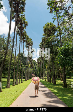 Palmyra-Palme (Borassus Flabellifer) Avenue am königlichen botanischen Garten in Peradeniya in der Nähe von Kandy, Sri Lanka Stockfoto