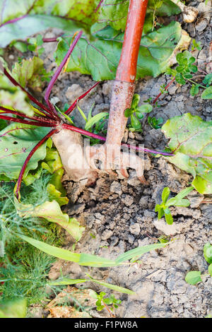 der rote Beete auf Beet Hilling im Sommertag Stockfoto