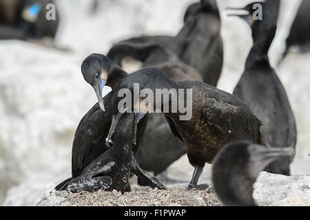 Brandts Kormorane Fütterung eine Küken, die er seinen Kopf in den Rachen eines Elternteils Stockfoto