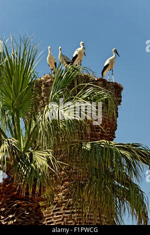 Störche nisten auf eine Säule in Selçuk 2 Kilometer nordöstlich von der antiken Stadt Ephesus & in der Nähe von Kusadasi, Türkei. Stockfoto