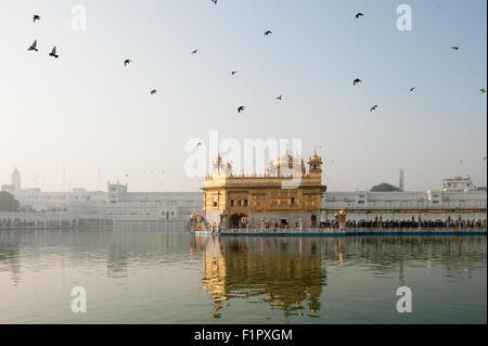 Amritsar, Punjab, Indien. Der Goldene Tempel - Harmandir Sahib - im Morgengrauen mit fliegenden Tauben; Amrit Sarovar Pool. Stockfoto