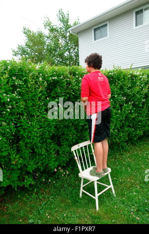 Ein 12 Jahre alter Junge stand auf einem Stuhl und sah über eine Hecke Zeile Zaun in einen anderen Hof oder Eigentum oder zu Hause neben Stockfoto