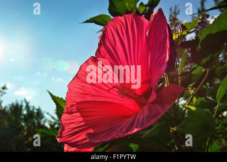 Roter Hibiscus. Blumen im Garten. Stockfoto