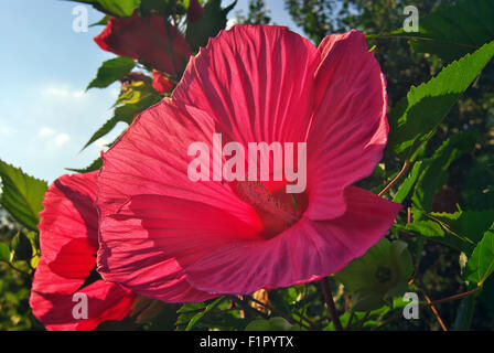 Roter Hibiscus. Blumen im Garten. Stockfoto