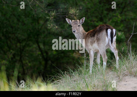 Schüchtern Damwild / Damhirsch (Dama Dama) nach einem Sturz Geweih blickt zurück auf seine Schulter. Stockfoto