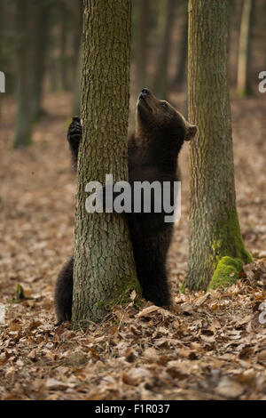 Europäischer Braunbär / Europäischer Braunbär ( Ursus arctos ) in lustiger Situation einen Baum halten, einen Baum aufschauen, Europa. Stockfoto
