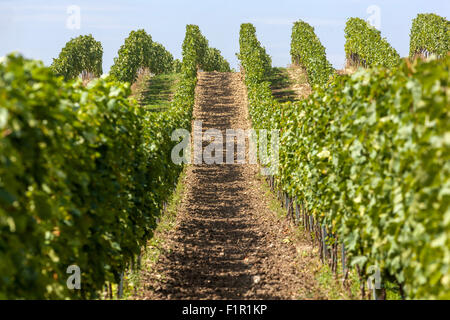 Südmähren Felder, Weinberge, Region Palava, Tschechische Republik Stockfoto